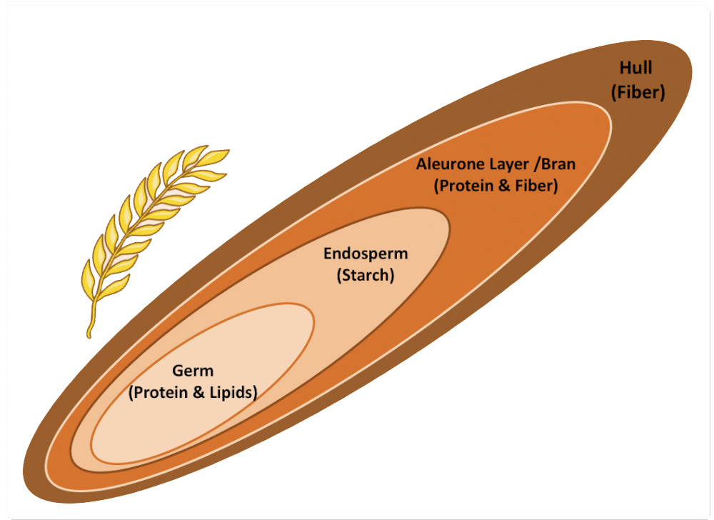 структура на зърно пшеница